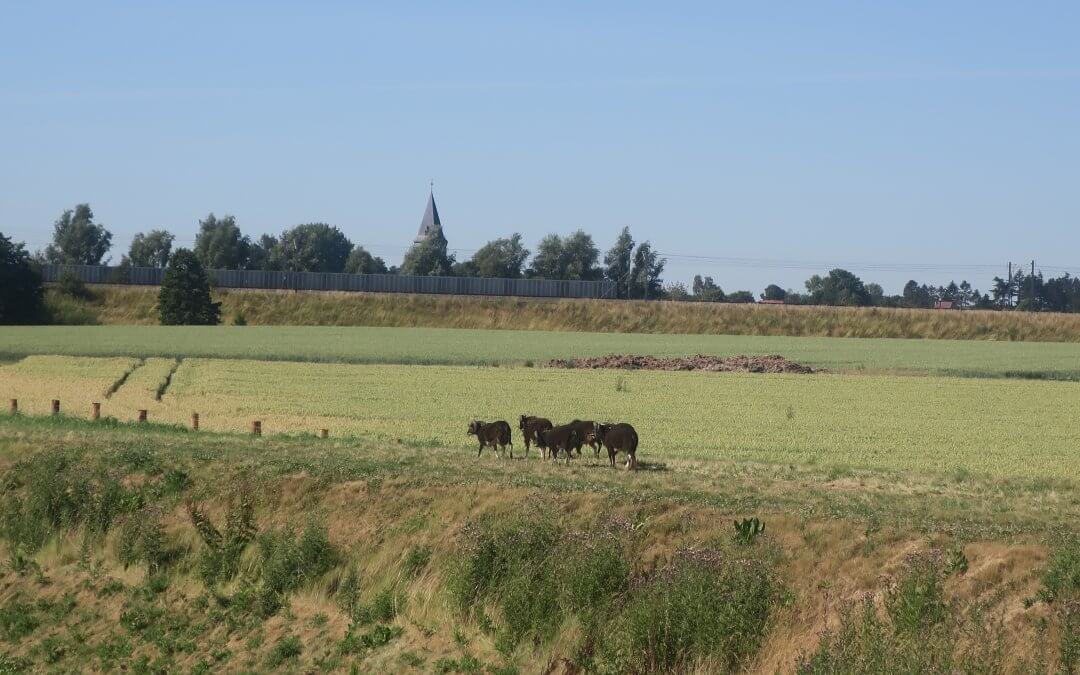 Pas d’inquiétude, les moutons Soay sur les ZIT de Willemeau sont en forme !